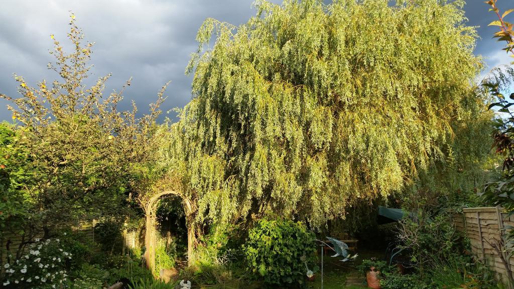 Rowlands Castle No 41 Bed & Breakfast Rowland's Castle Bagian luar foto